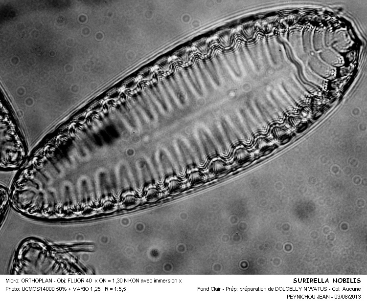 SURIRELLA NOBILIS #33037