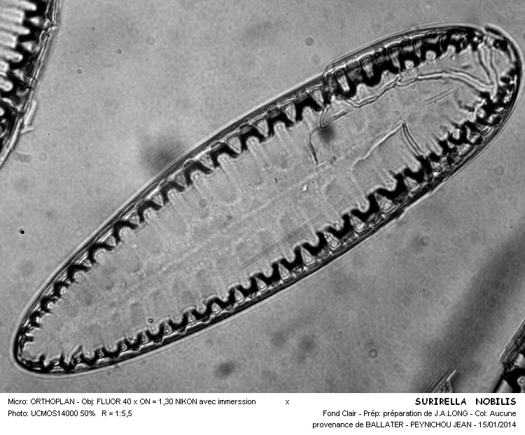 SURIRELLA NOBILIS #35699