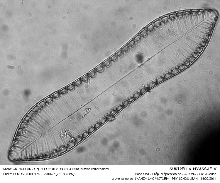 SURIRELLA NYASSAE V #36331