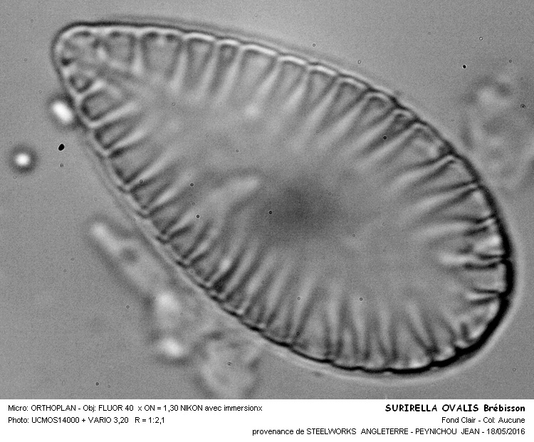 SURIRELLA OVALIS Brébisson #45211
