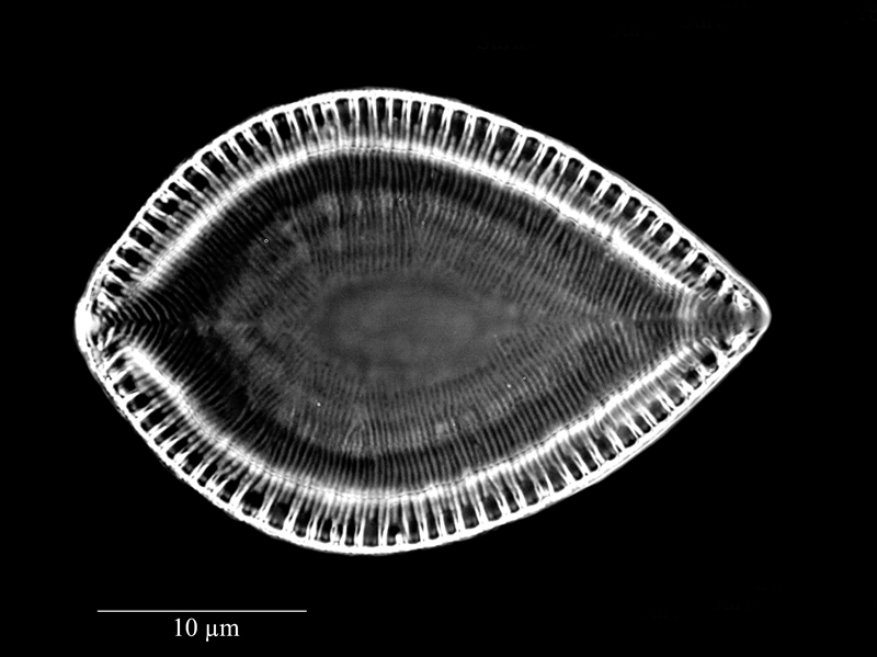 Surirella ovalis #69725