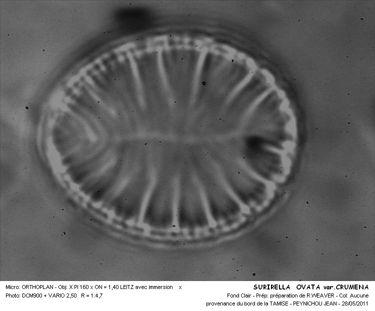 SURIRELLA OVATA var.CRUMENA #31574