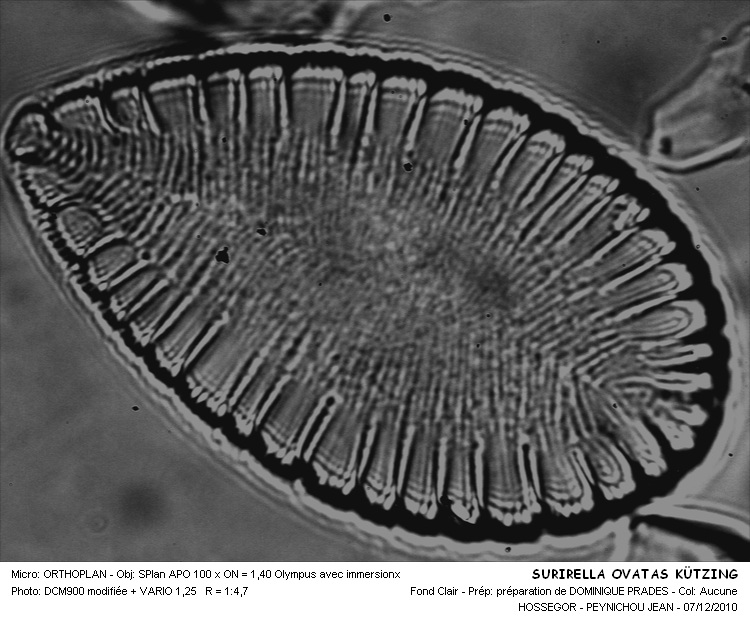 Surirella ovata  Kützing #19510