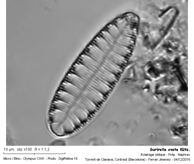 Surirella ovata Kütz. #47978