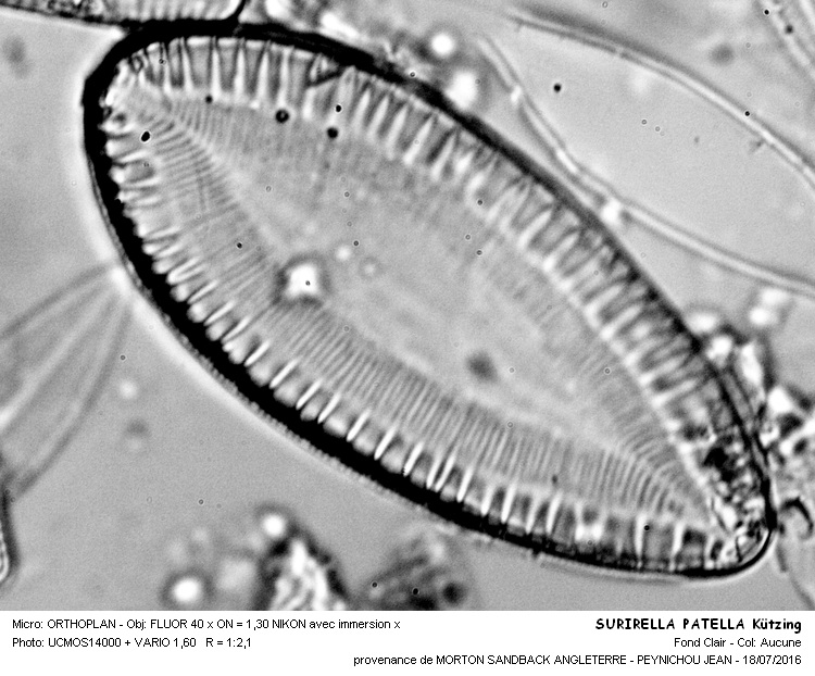 SURIRELLA PATELLA Kützing #46143