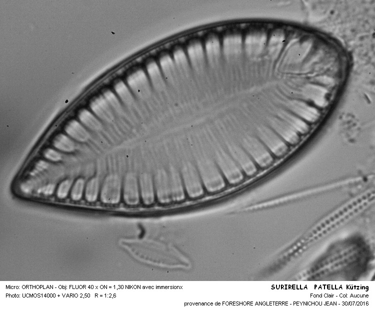 SURIRELLA PATELLA Kützing #46312