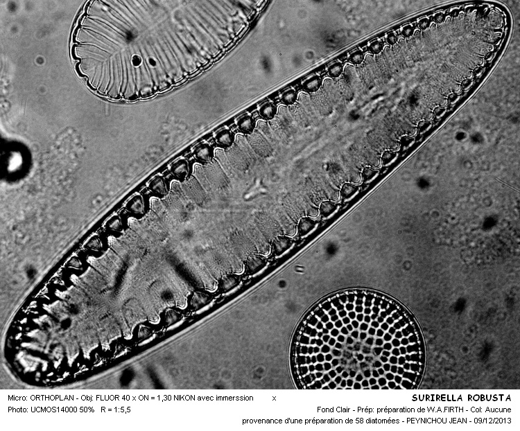 SURIRELLA ROBUSTA #35164