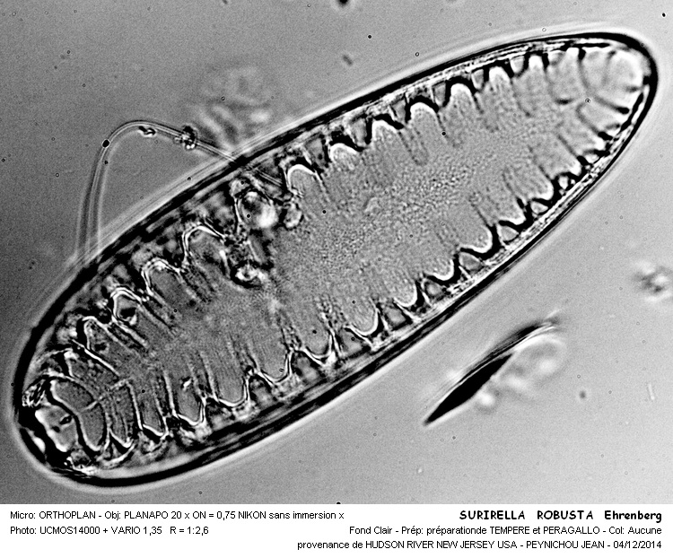 SURIRELLA ROBUSTA Ehrenberg #39962