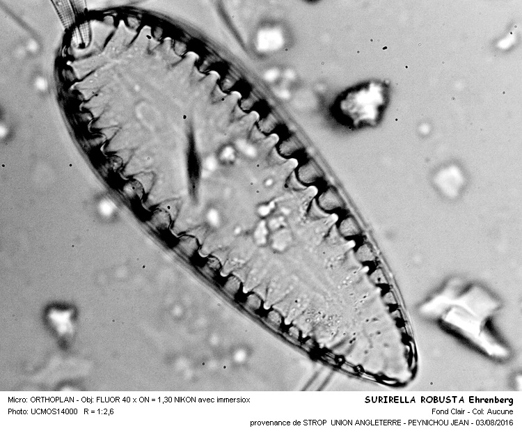 SURIRELLA ROBUSTA Ehrenberg #46352