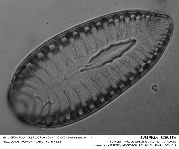 SURIRELLA ROBUSTA #36793