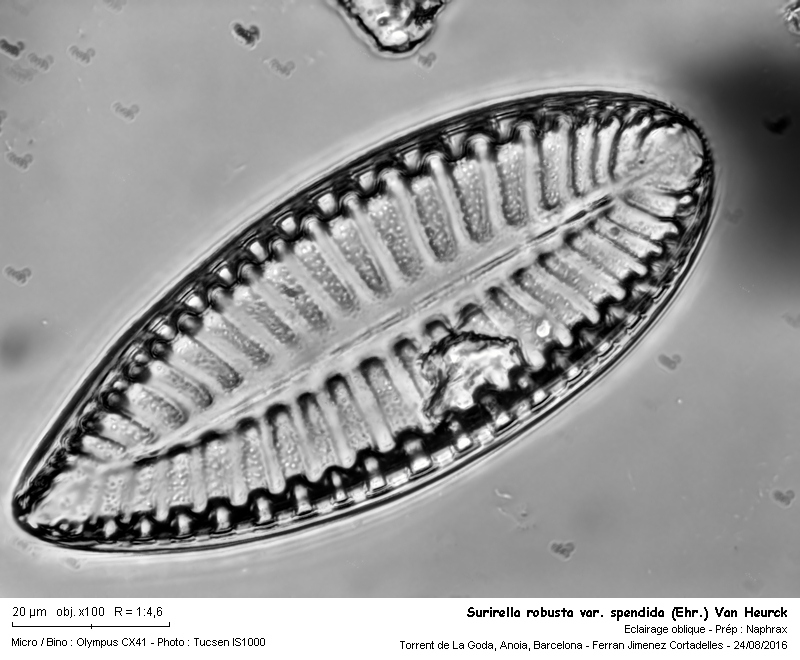Surirella robusta var. splendida #47217