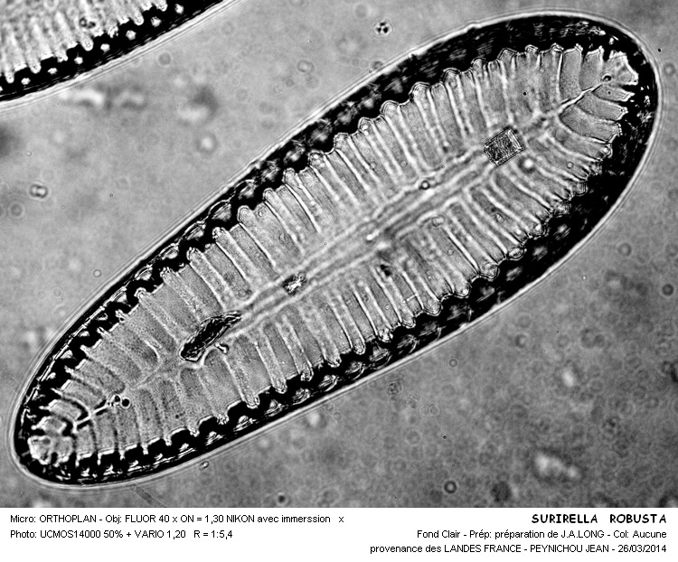 SURIRELLA ROBUSTAS #36931