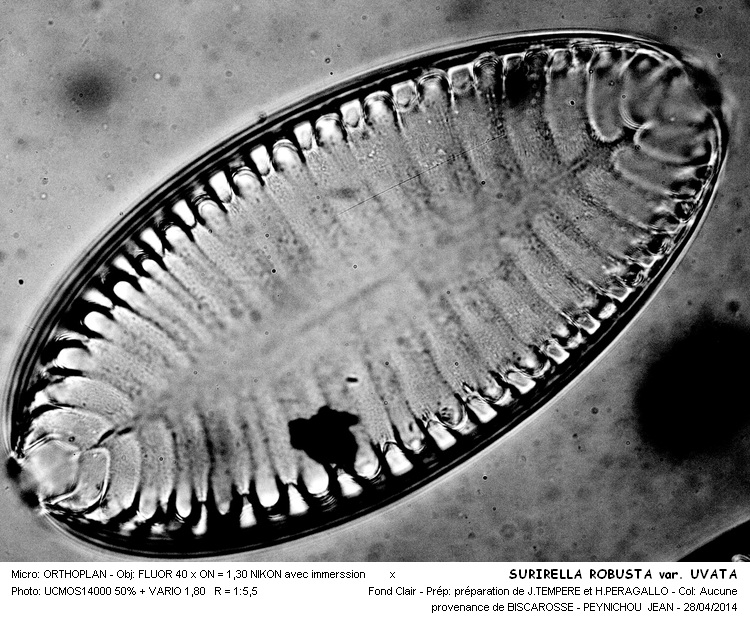 SURIRELLA ROBUSTAS var. UVATA #37329