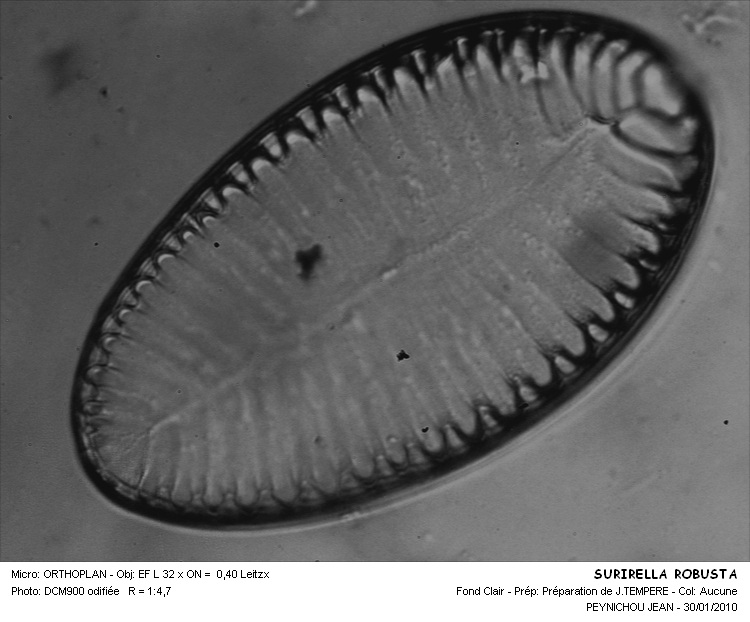 SURIRELLA ROBUSTAS #31567