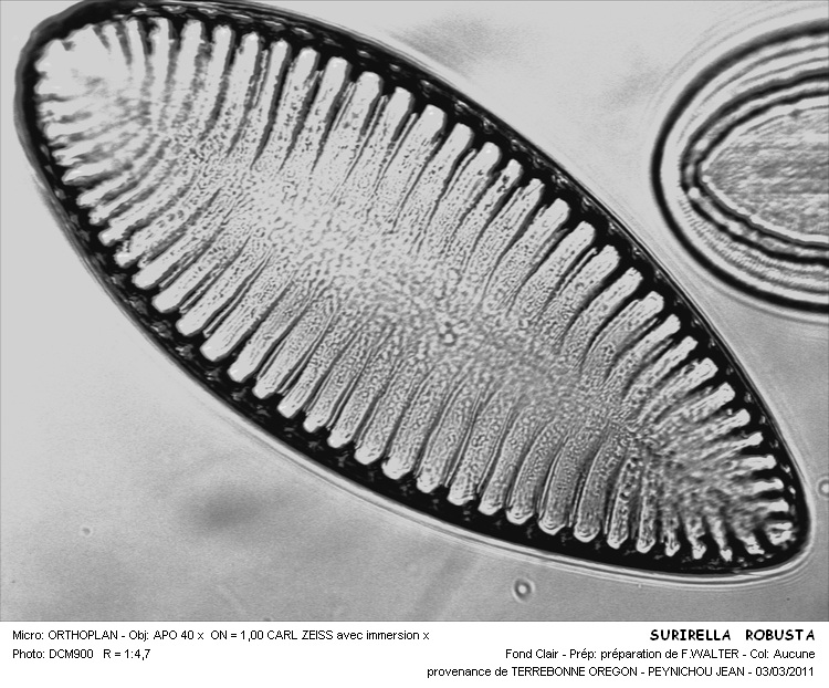 SURIRELLA ROBUSTAS #31566