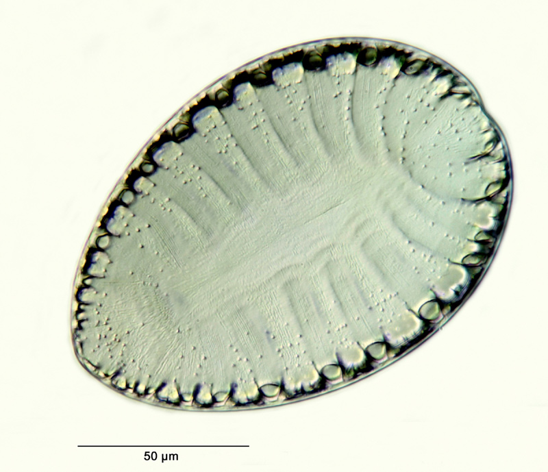 Surirella rorata Frenguelli #26444