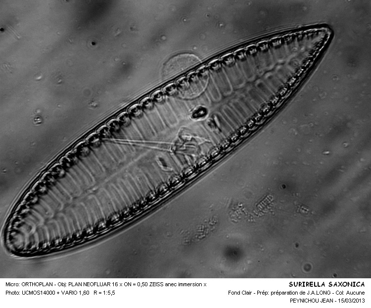SURIRELLA SAXONICA #30157