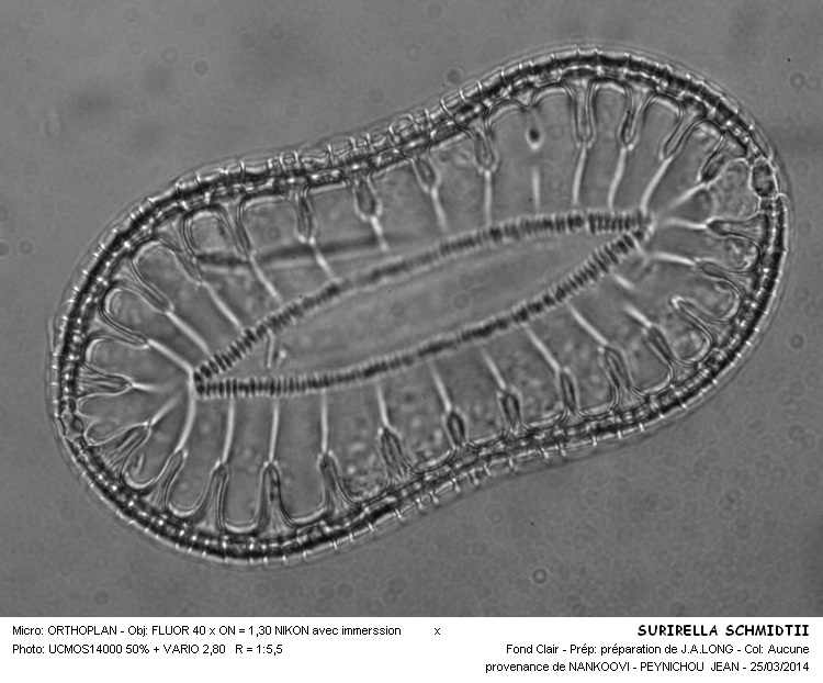 SURIRELLA SCHMIDTII #36918