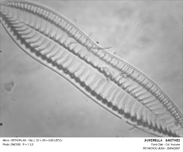 SURIRELLA SMITHII #31561