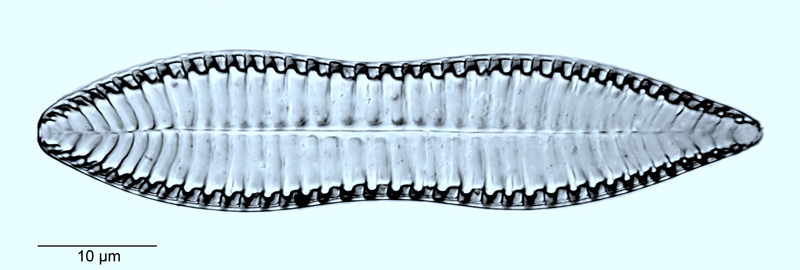 Surirella smithii #53589