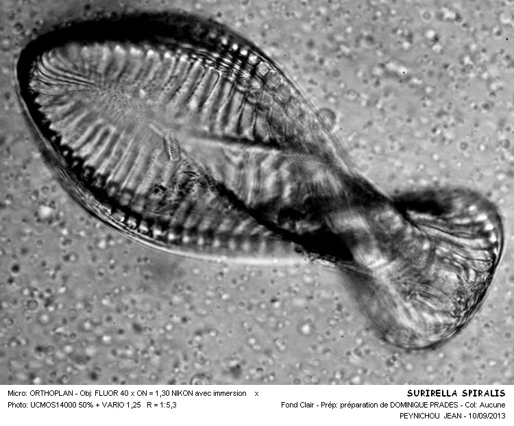 SURIRELLA SPIRALIS #33728