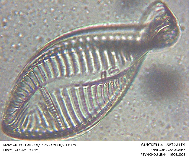SURIRELLA SPIRALIS #31559