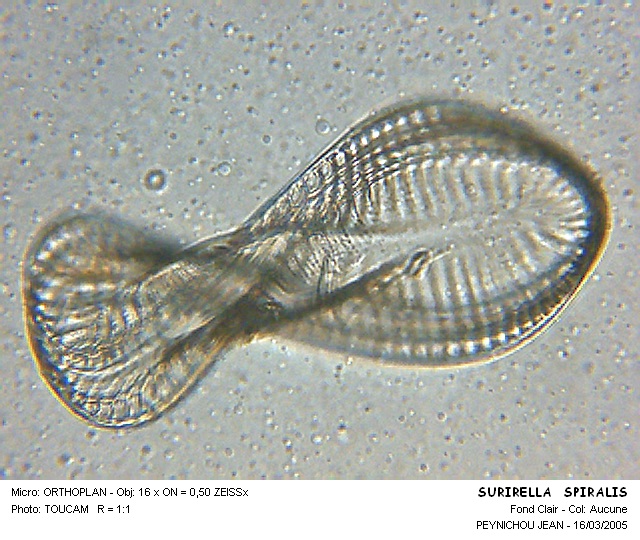 SURIRELLA SPIRALIS #31560