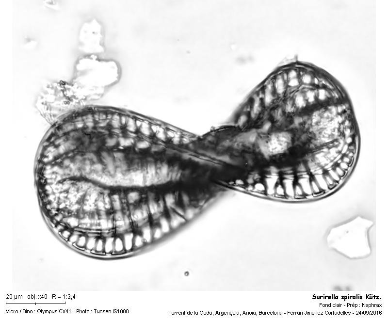 Surirella spiralis Kütz. #47244