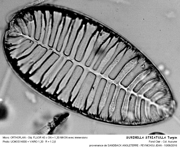SURIRELLA STRIATULA Turpin #45626