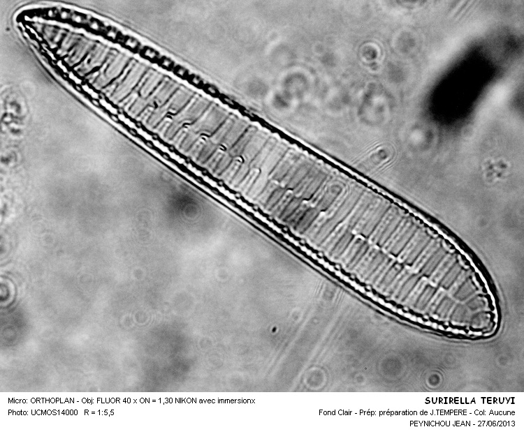 SURIRELLA TERUYI #32494
