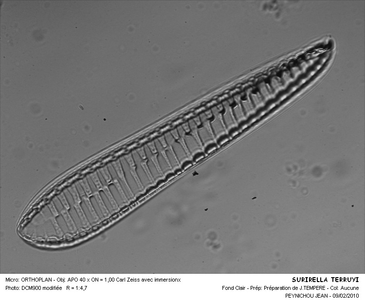 SURIRELLA TERUYI #31556