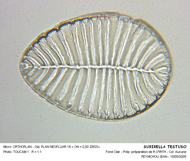 SURIRELLA TESTUDO #31554