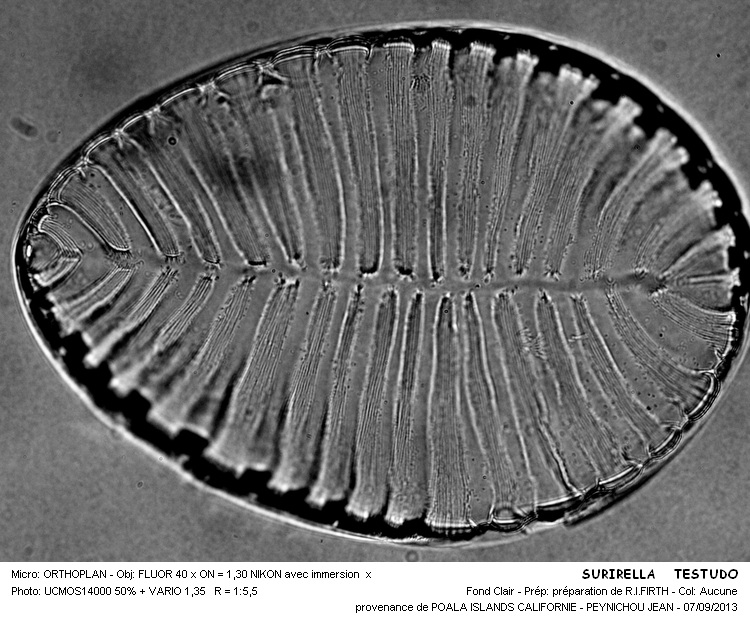 SURIRELLA TESTUDO #33641