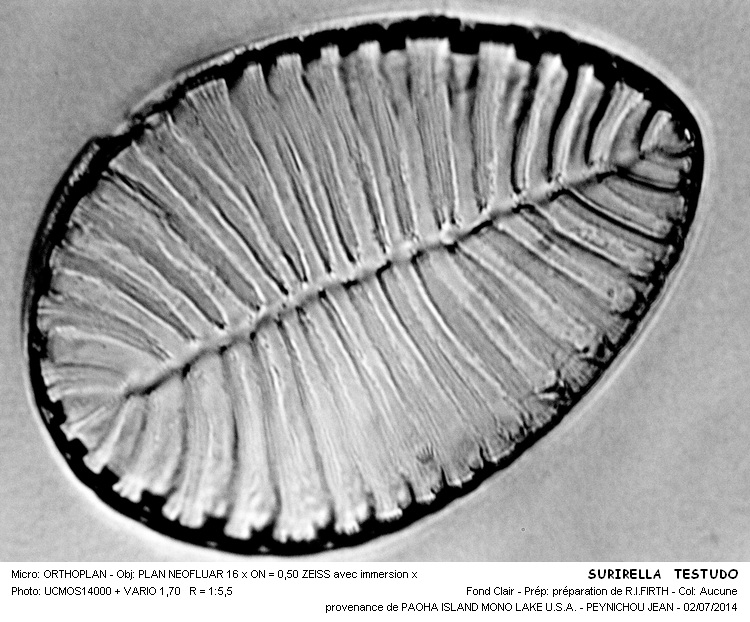 SURIRELLA TESTUDO #38063
