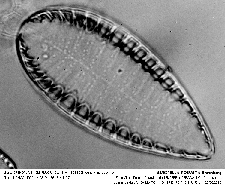 SURIRLLA ROBUSTA Ehrenberg #41583