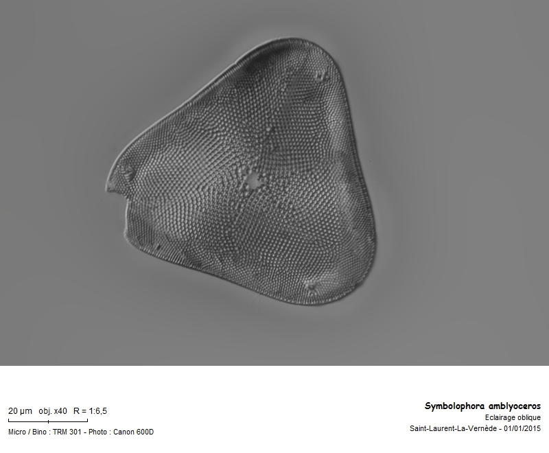 Symbolophora amblyoceros #40253