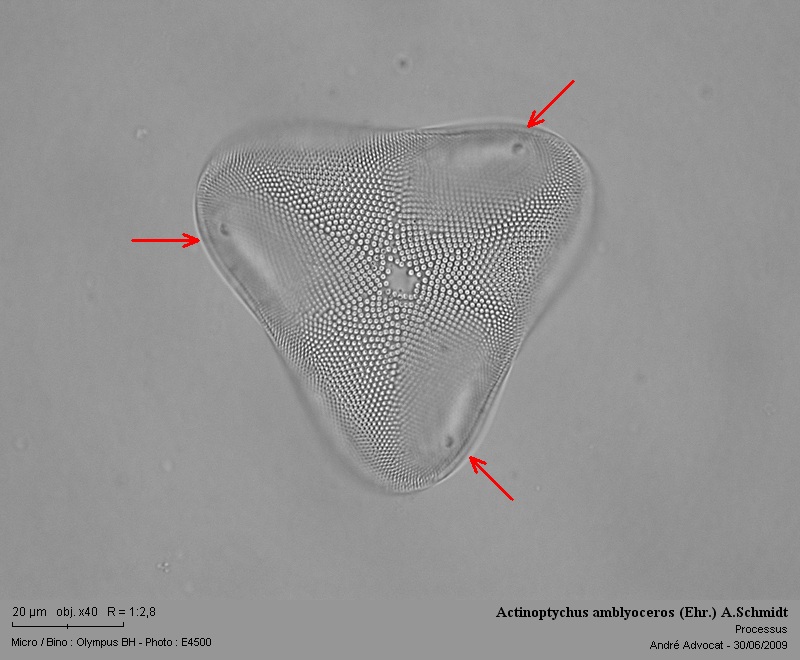 Symbolophora amblyoceros (Ehr.)Hasle & Sims #11430