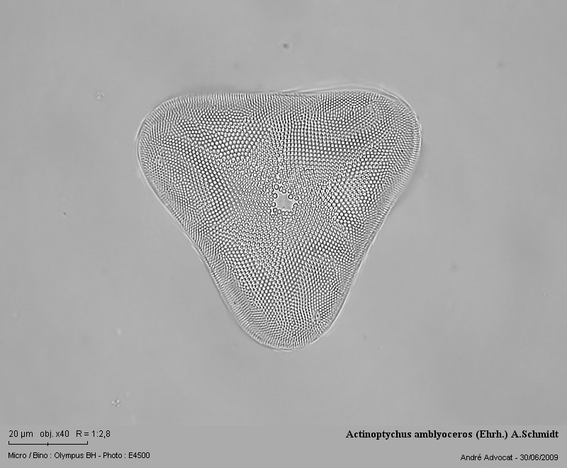 Symbolophora amblyoceros (Ehr.)Hasle & Sims #11429