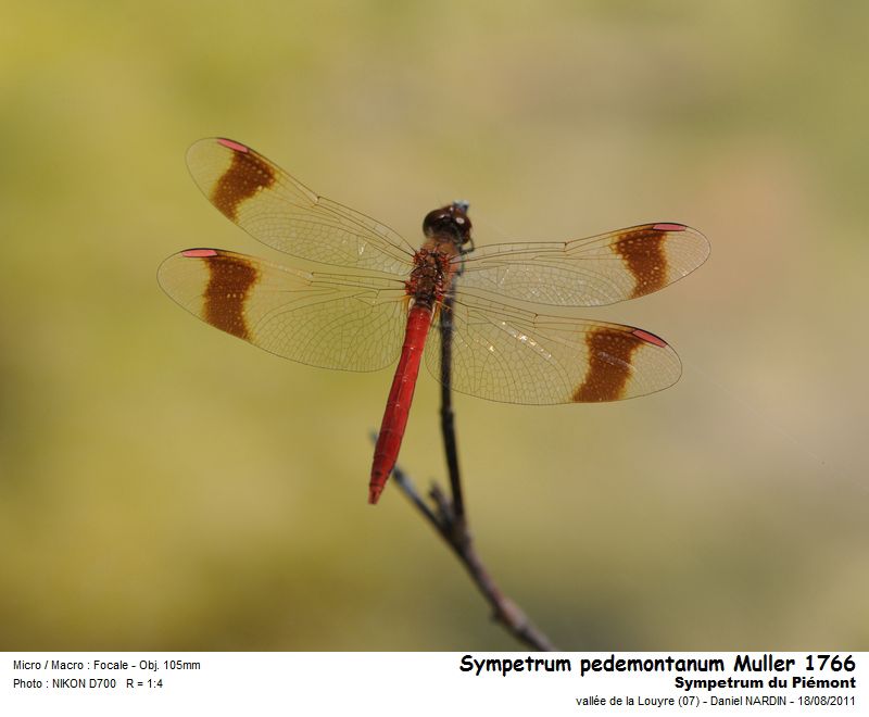 Sympetrum pedemontanum Muller in Allioni 1766 #23633