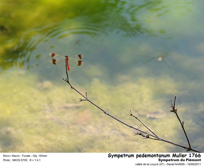 Sympetrum pedemontanum Muller in Allioni 1766 #23632