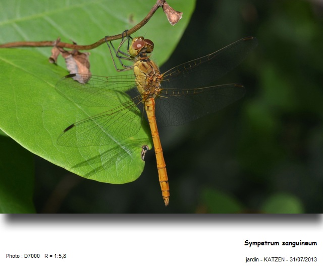 Sympetrum sanguineum-femelle #32986