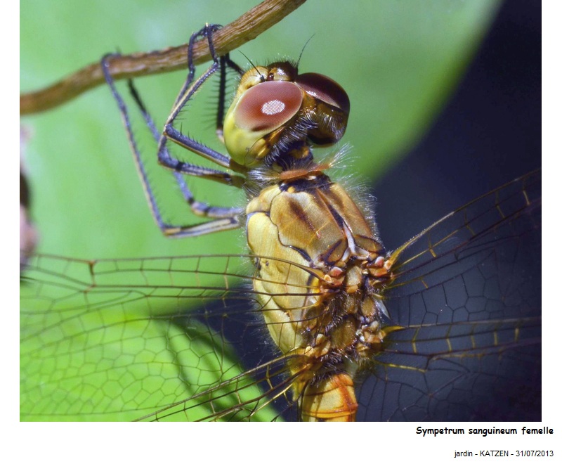 Sympetrum sanguineum-femelle #32985