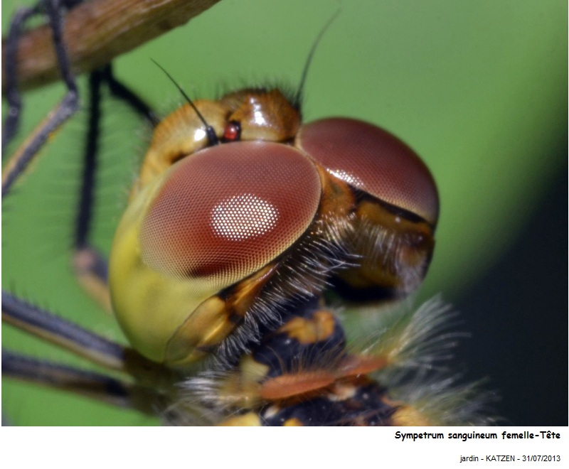 Sympetrum sanguineum-femelle #32984