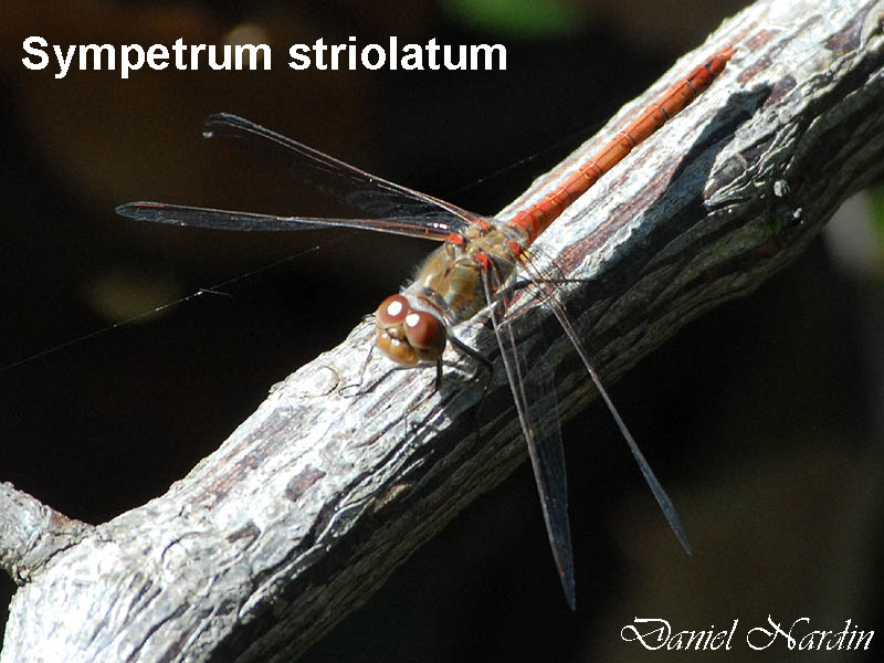 Sympetrum striolatum Charpentier 1840 #163
