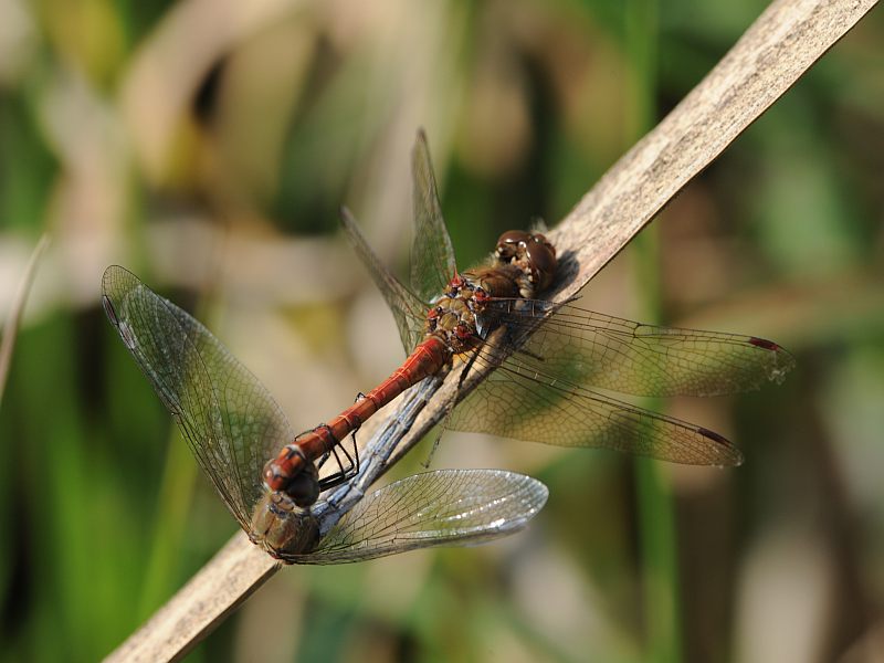 Sympetrum striolatum Charpentier le sympetrum fascié #39544