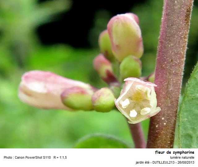 SYMPHORICARPOS CHENAULTII- SYMPHORINE #35386