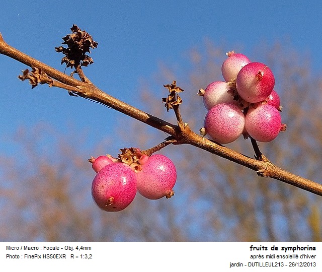 SYMPHORICARPOS CHENAULTII- SYMPHORINE #35388