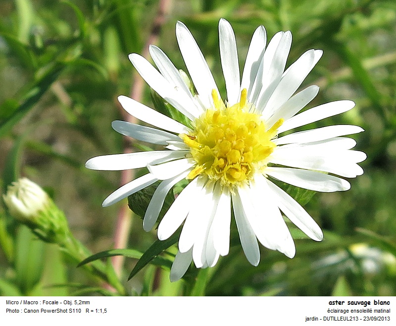 Symphotricum lancelatum - Aster sauvage #33905