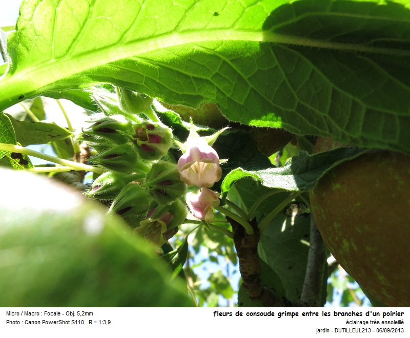 Symphytum officinale - Consoude officinale #33739