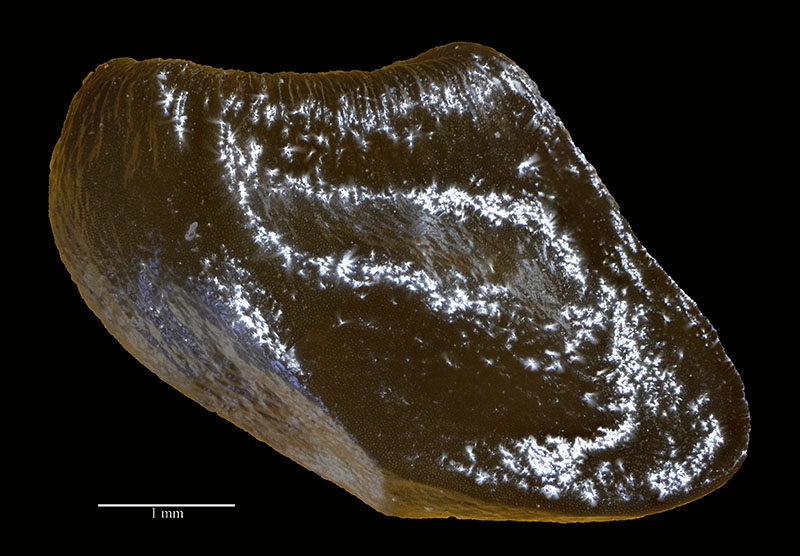 Symphytum officinale #52996